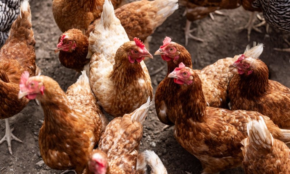 12971080.jpg - ReactMedia