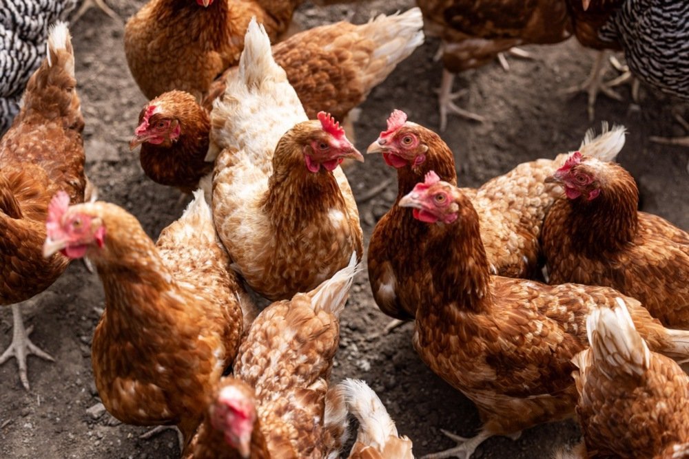 KFC lansează în Franța 24 de restaurante exclusiv halal