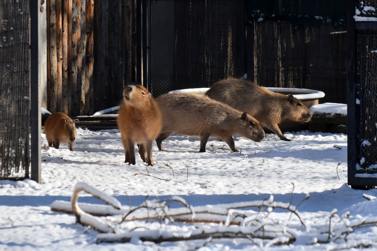 Aproximativ 100 de vizitatori pe oră la Grădina Zoologică București în 2025