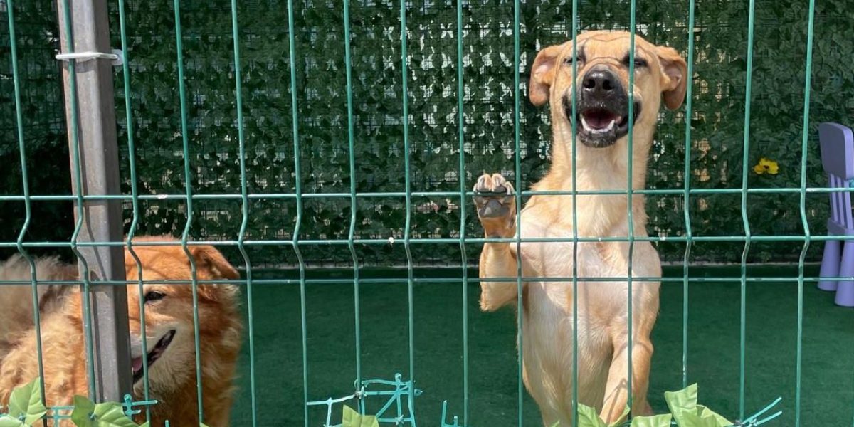 ASPA-peste-2040-de-catei-adoptati.jpg - ReactMedia