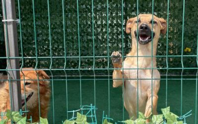 ASPA-peste-2040-de-catei-adoptati.jpg - ReactMedia