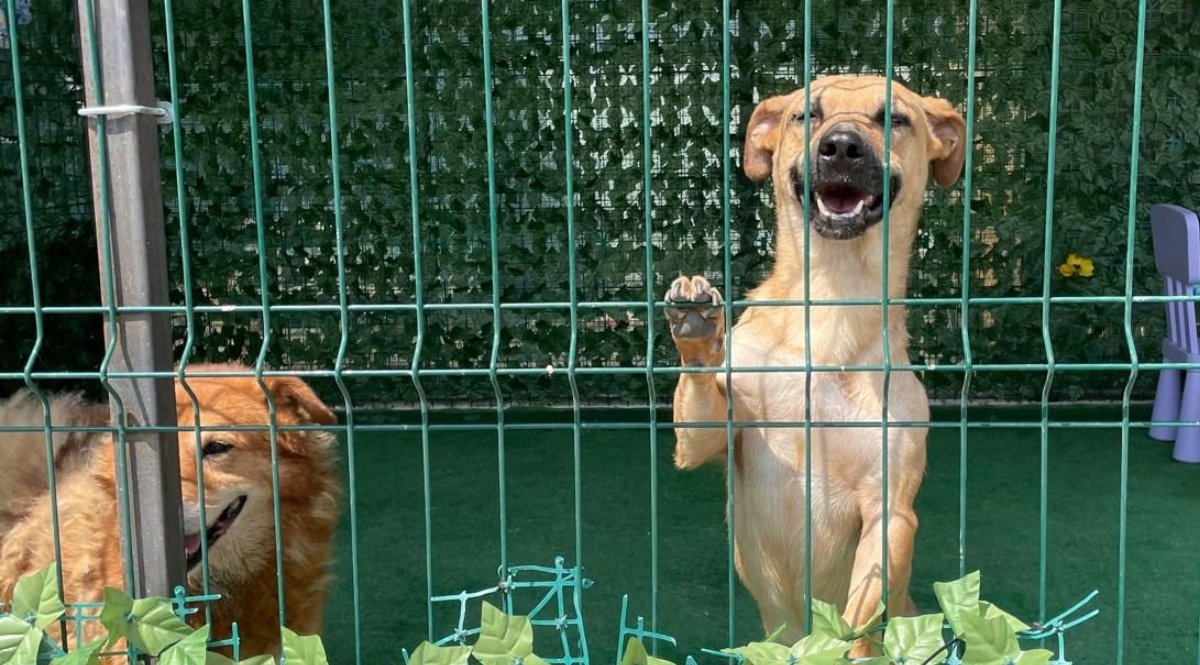 Bucureștiul înregistrează o creștere semnificativă a adopțiilor caninale în 2025, anunțată de Autoritatea pentru Supravegherea și Protecția Animalelor (ASPA)