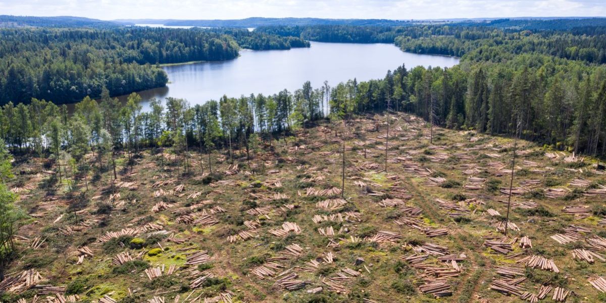 Accord UE-Mercosur : une catastrophe environnementale ?