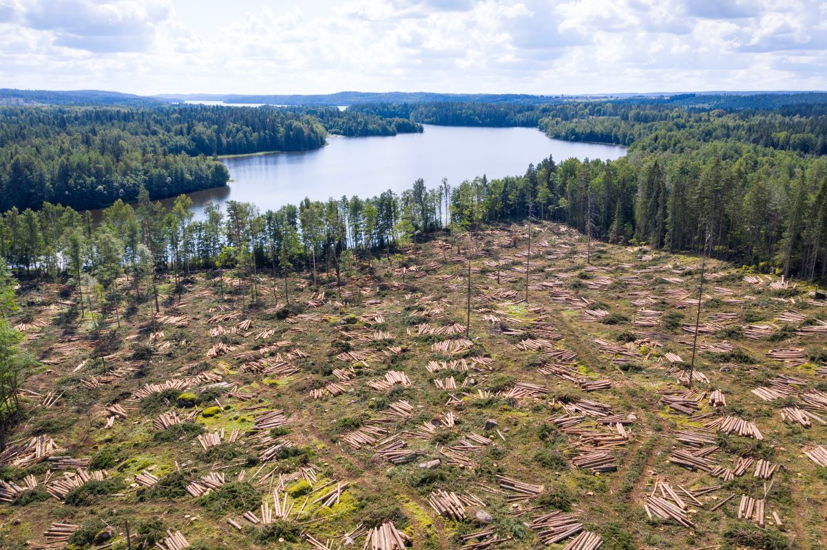 Accordul UE-Mercosur: O amenințare gravă pentru mediu?