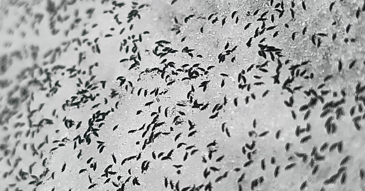 Sezonul puricilor de zăpadă ajunge în Cluj: nu există motive de panică Musculițele de zăpadă, cunoscute și sub denumirea de purici de zăpadă, au fost observate cu miile pe străzile din Cluj, în condiții meteo neobișnuite pentru această perioadă