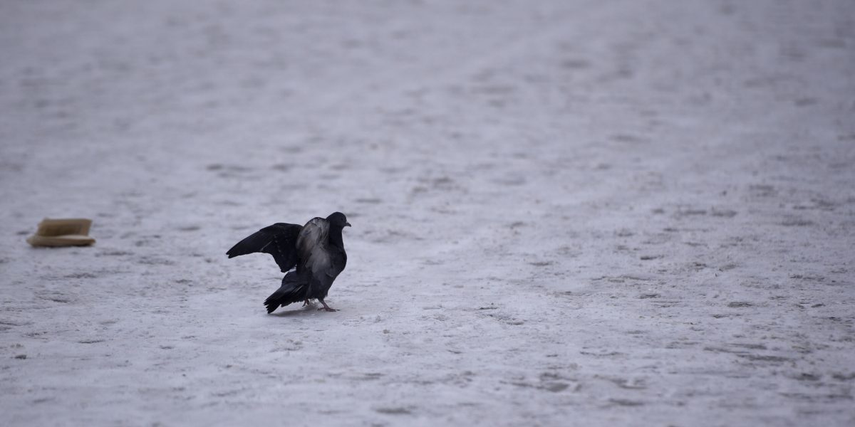 ID159181_INQUAM_Photos_Alex-Nicodim_-scaled.jpg - ReactMedia