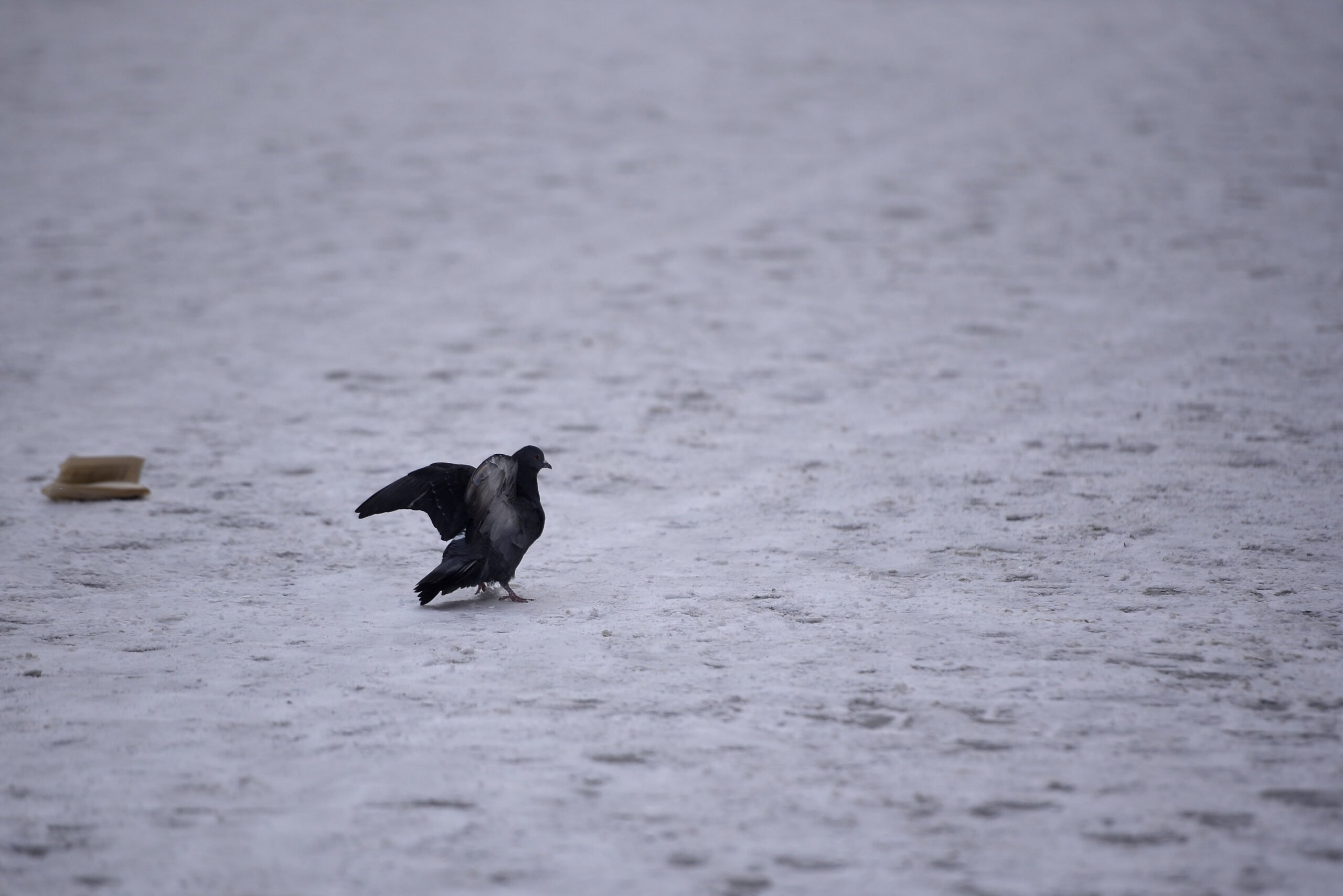 Amenzi de până la 2.000 de lei pentru proprietarii care nu curăță zăpada în București Primăria Capitalei reafirmă angajamentul de a asigura siguranța pietonală și fluidizarea fluxului rutier în sezonul rece, impunând sancțiuni dure celor care neglijează curățarea zăpezii și a gheții de pe trotuare