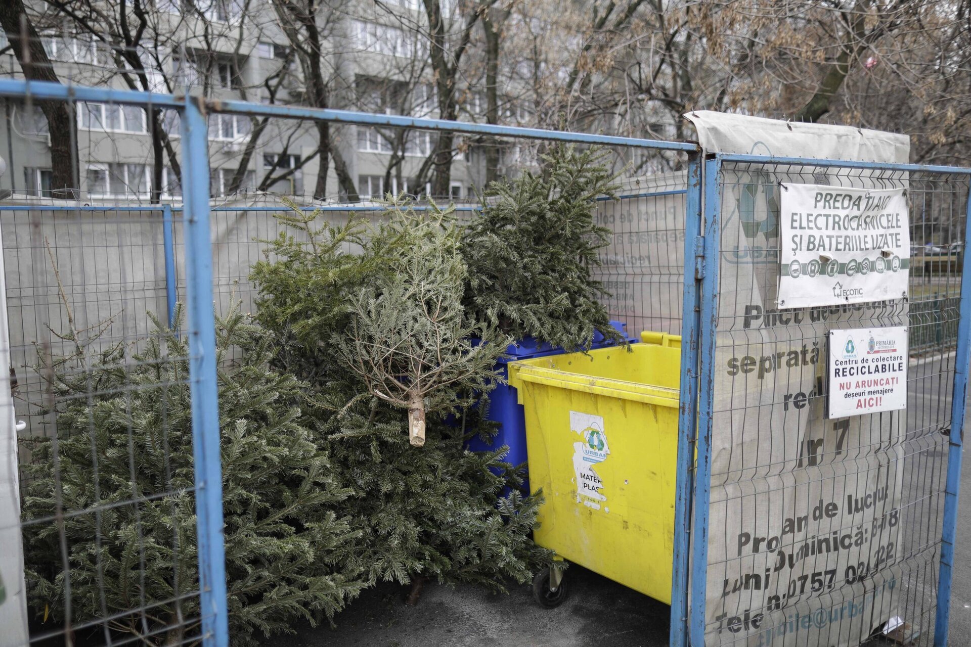 Bucureștiul continuă eforturile de a gestiona deșeurile de Crăciun, cu servicii gratuite de colectare a brazilor de la populație După sărbătorile de iarnă, administrația capitalei pune la dispoziție măsuri speciale pentru colectarea brazilor de Crăciun, facilitând astfel igienizarea orașului și promovarea reciclării