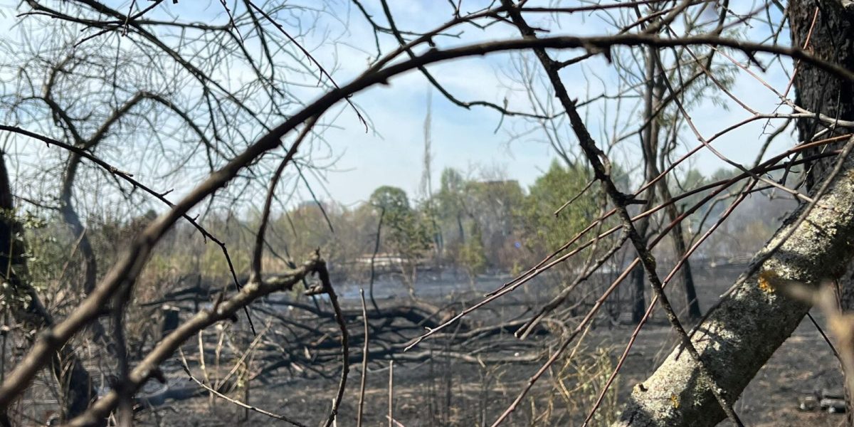 Inca-un-incendiu-in-Parcul-IOR-1600x1200-3-1.jpeg - ReactMedia