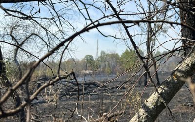 Inca-un-incendiu-in-Parcul-IOR-1600x1200-3-1.jpeg - ReactMedia