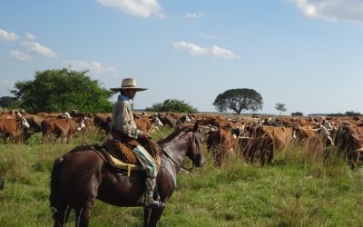 Vaches-Argentine©Pixabay.jpg - ReactMedia