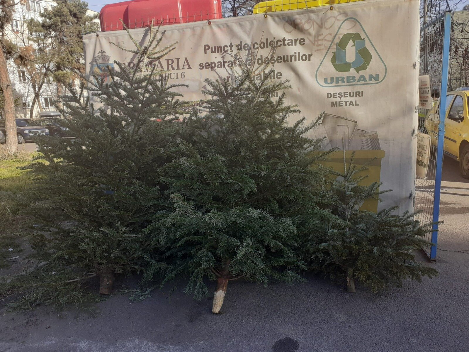 Primăria Sectorului 1 anunță cu mândrie că derulează în această perioadă o campanie de colectare gratuită a brazilor de Crăciun, în cadrul unui program menit să reducă impactul negativ al deșeurilor asupra mediului