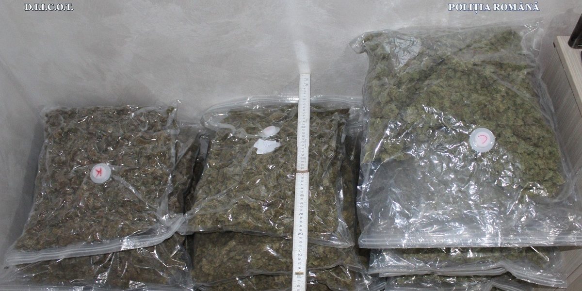 canabis.jpeg - ReactMedia