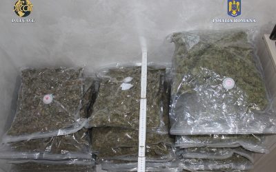 canabis.jpeg - ReactMedia