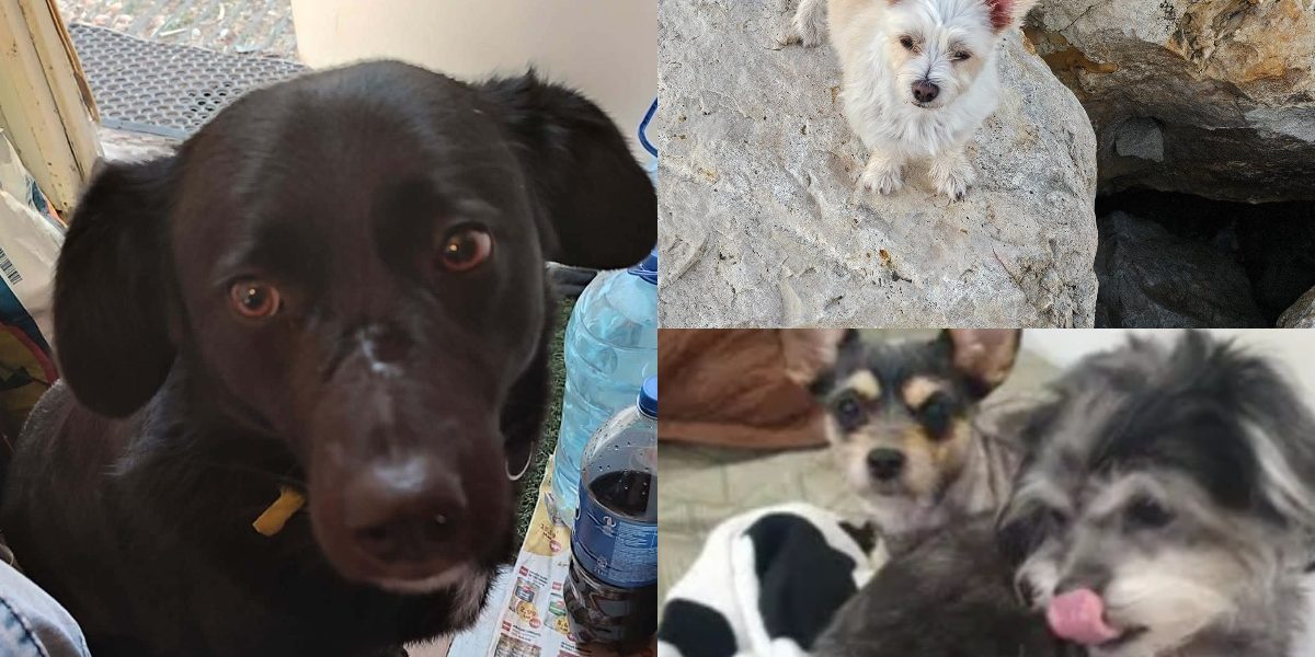 collage-48-1.jpg - ReactMedia