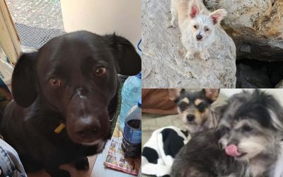 collage-48-1.jpg - ReactMedia