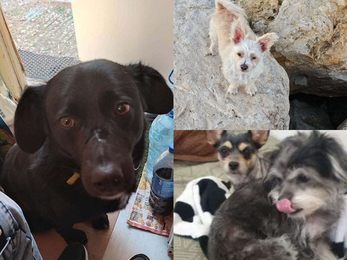 Caz de abandon și manipulare: animalele în centrul unui scandal în Sectorul 1 din București Un incident care scoate la iveală, încă o dată, modul în care animalele de companie pot ajunge pe străzi din cauza neglijenței sau intenției de a le abandona a zguduit recent comunitatea din Sectorul 1 al capitalei