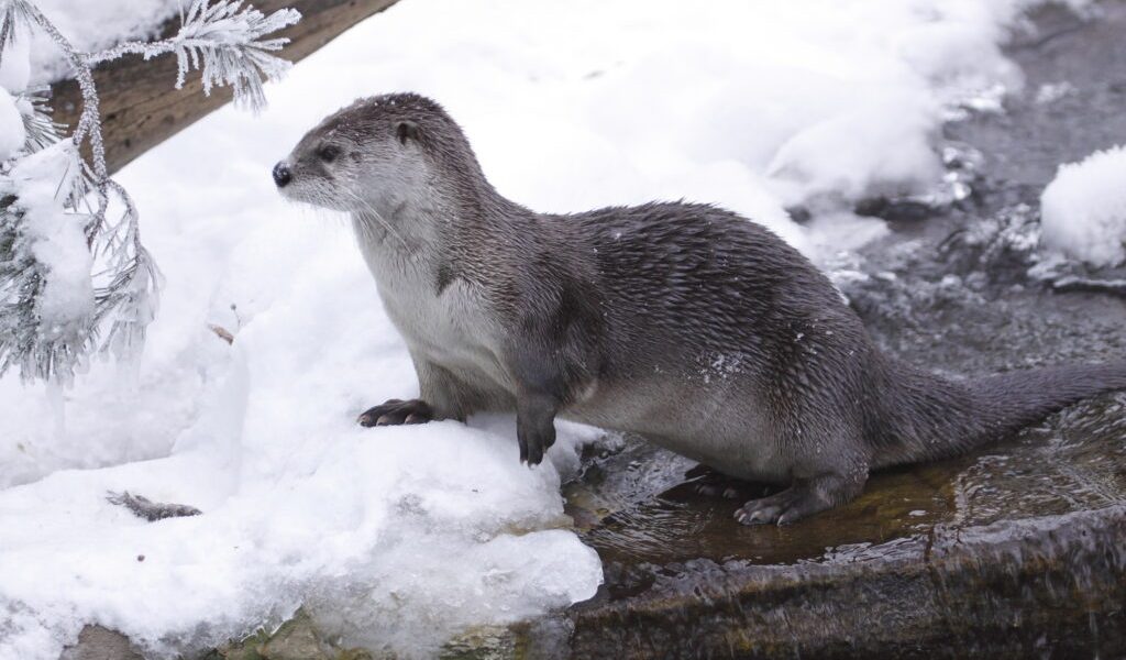 dreamstime_m_17303431-1024x683.jpg - ReactMedia