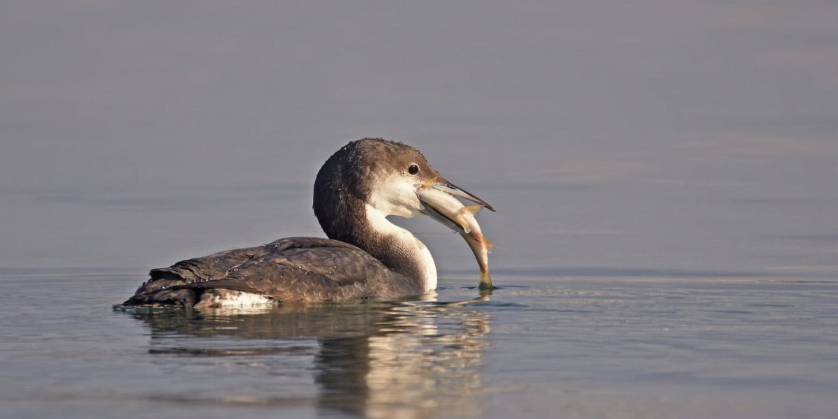 img_0059381206ca383b99438867b0852a8c.jpg - ReactMedia