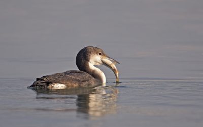 img_0059381206ca383b99438867b0852a8c.jpg - ReactMedia