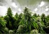 medical-marijuana-g7aaf2138a_1280.jpg - ReactMedia
