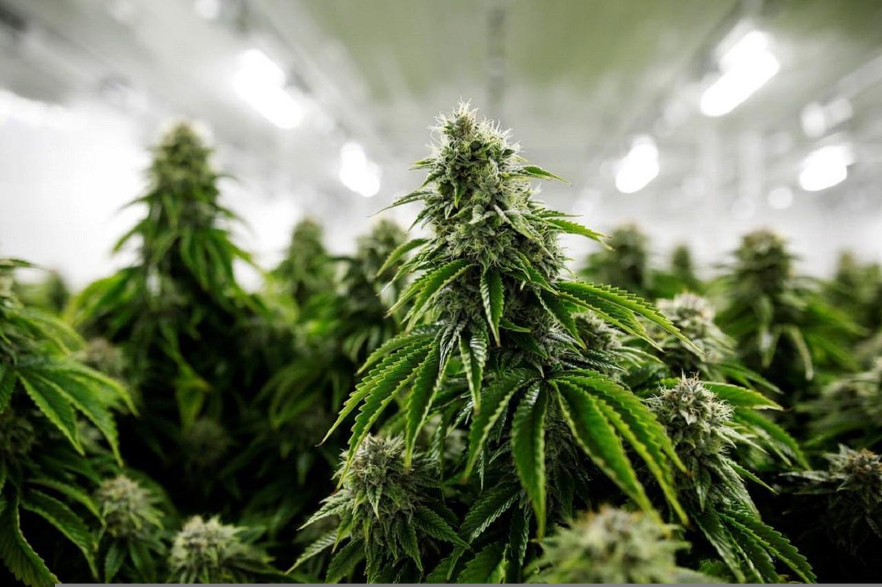 Poliția sârbă a reușit o captură-record de canabis, confiscând cinci tone dintr-un lot de droguri, într-un percheziție efectuată într-un sat din centrul Serbiei