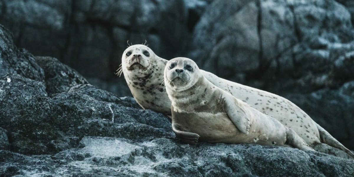 neil-cooper-uwI8R_FyLrI-unsplash-e1670244406712.jpg - ReactMedia