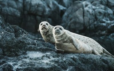 neil-cooper-uwI8R_FyLrI-unsplash-e1670244406712.jpg - ReactMedia