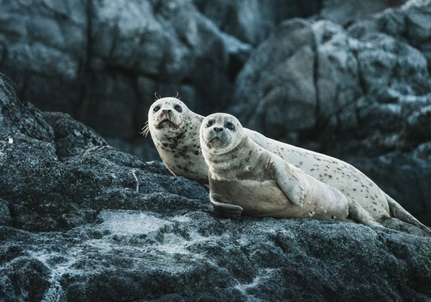 Inteligenta artificială revoluționează monitorizarea speciilor marine protejate din Scoția, reducând semnificativ timpul și efortul necesar pentru studierea populațiilor de foci cenușii