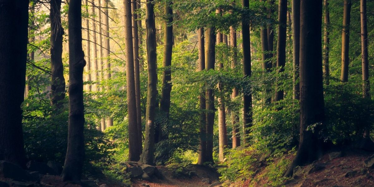 padure-copaci-fond-forestier-e1769507032420.jpg - ReactMedia