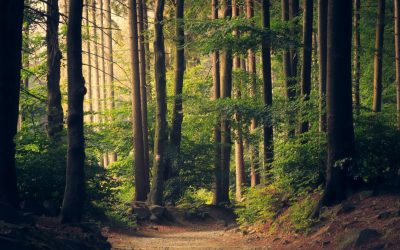 padure-copaci-fond-forestier-e1769507032420.jpg - ReactMedia