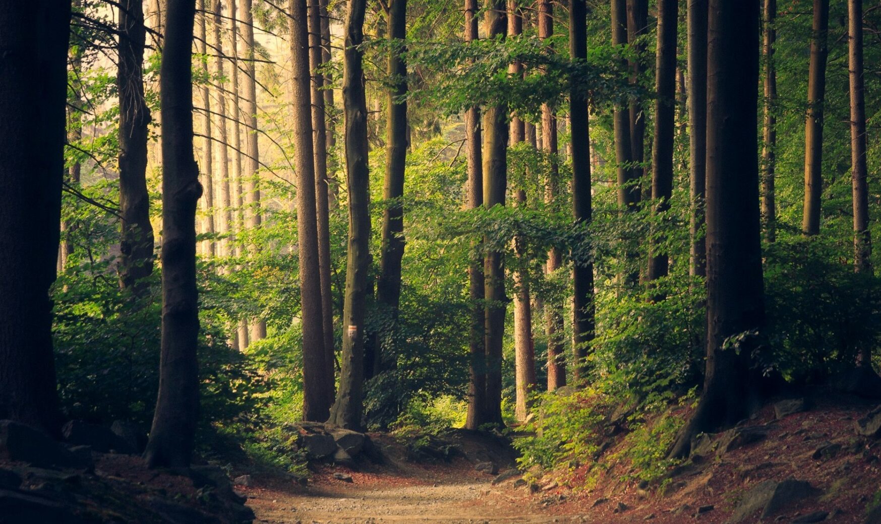 România va sprijini Republica Moldova în domeniul exploatării pădurilor printr-o investiție de 1,7 milioane de euro destinată realizării primului inventar forestier național, o inițiativă menită să ofere o evaluare completă și modernizată a resurselor forestiere ale țării vecine