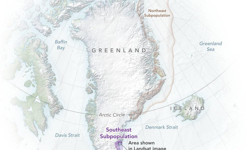 polarbears_greenland_map_2022_lrg.jpg - ReactMedia