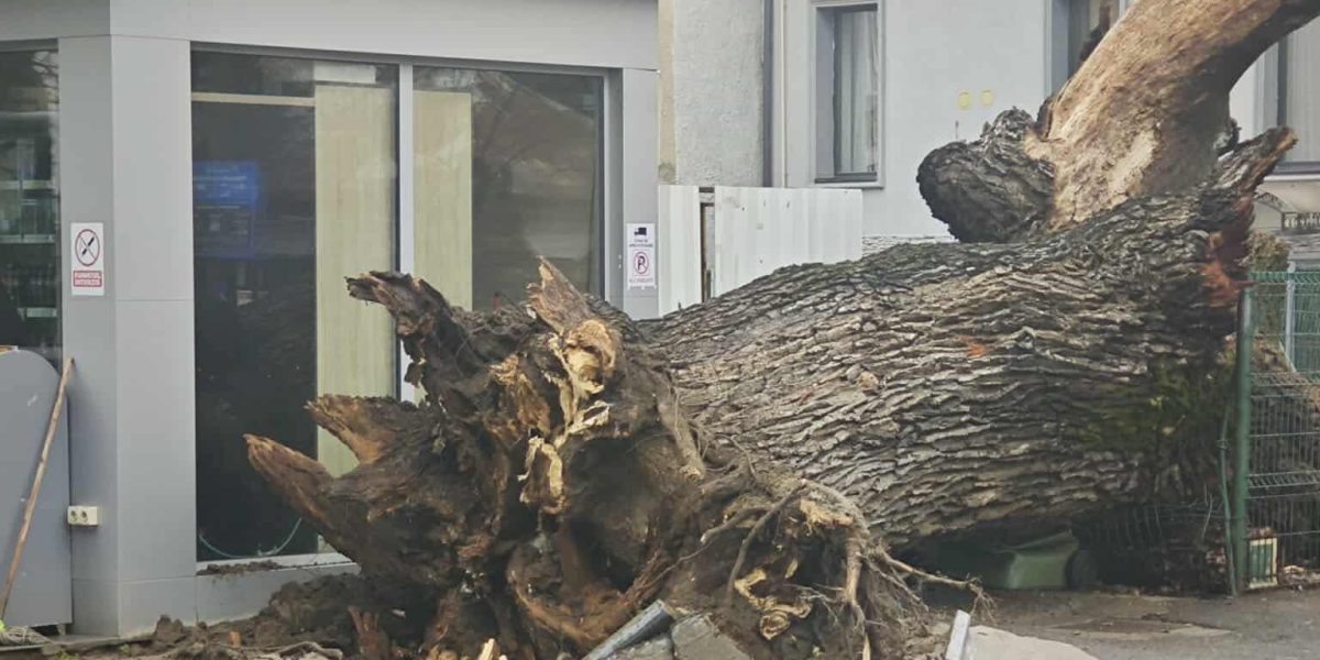 stejarvechi-e1767710263714.jpg - ReactMedia