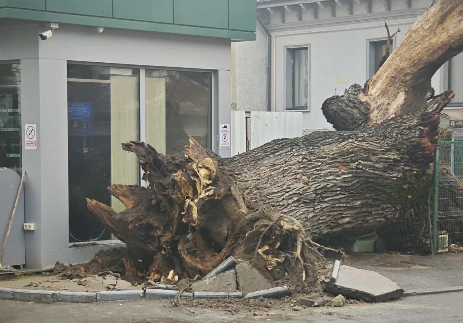 Stejar de 300 de ani, unul dintre cei mai vechi din București, a căzut