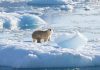 thomas_w_johansen_nasa_polar_bear_glacier_ice_0-e1655461035640.jpg - ReactMedia