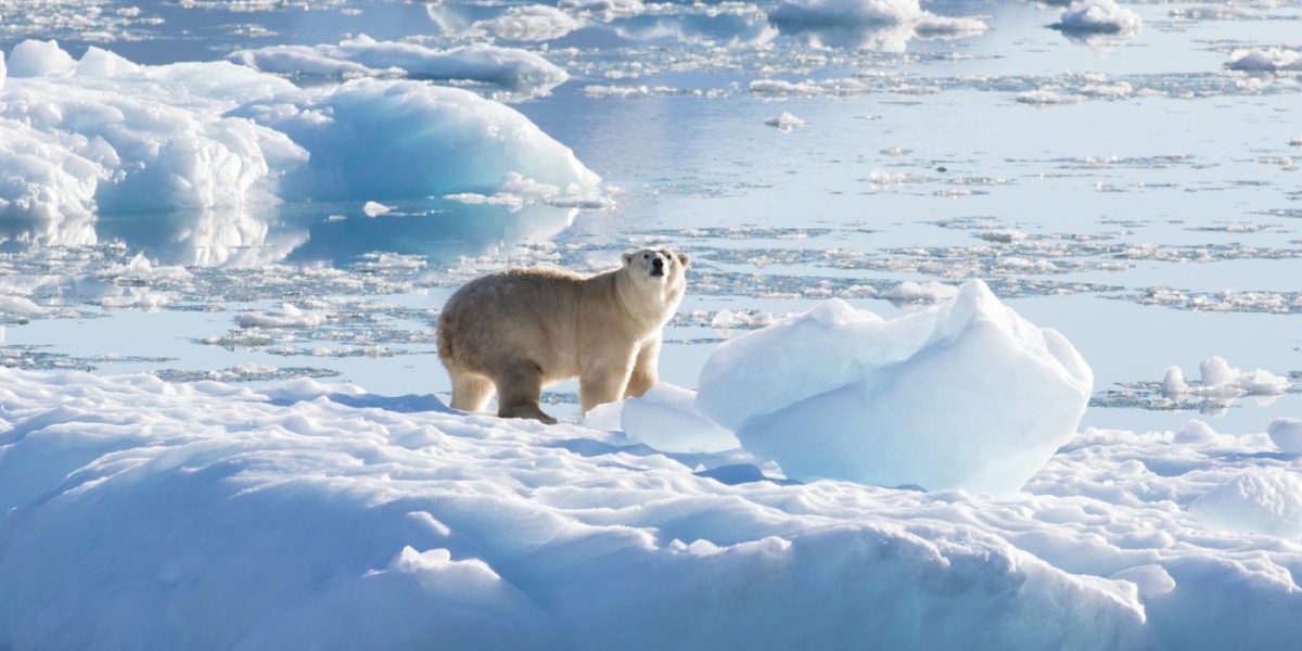 thomas_w_johansen_nasa_polar_bear_glacier_ice_0-e1655461035640.jpg - ReactMedia