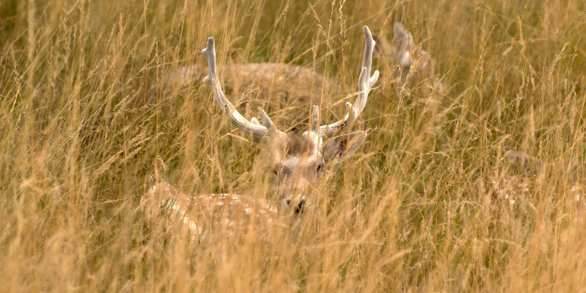 vanatoarecerbi.jpg - ReactMedia