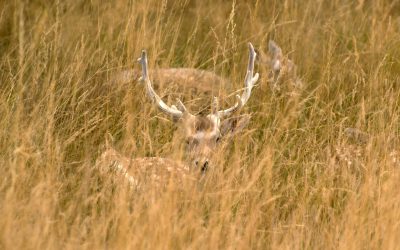 vanatoarecerbi.jpg - ReactMedia