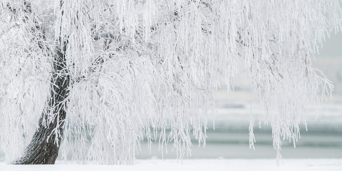 winter-1367153_1280.jpg - ReactMedia