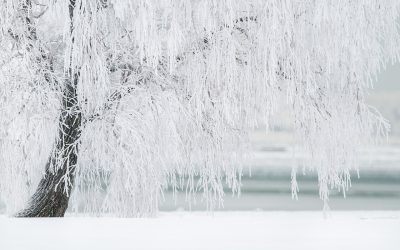 winter-1367153_1280.jpg - ReactMedia