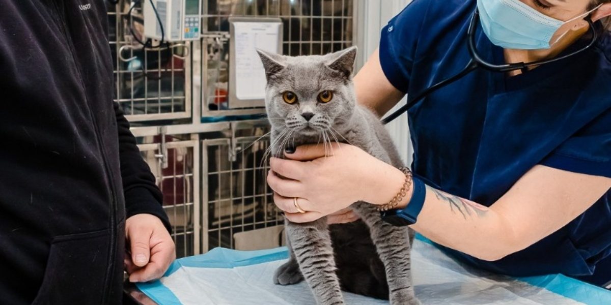 Campania-de-sterilizari-gratuite-pentru-pisici.jpg - ReactMedia