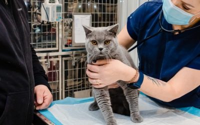 Campania-de-sterilizari-gratuite-pentru-pisici.jpg - ReactMedia