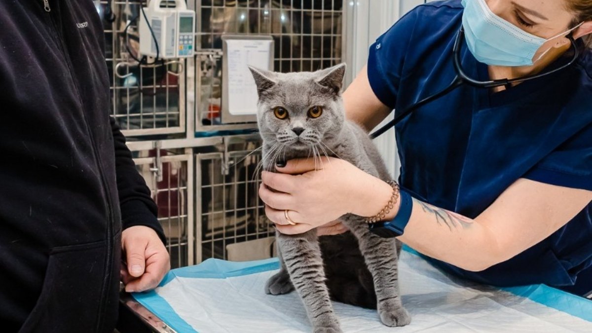 Autoritatea pentru Supravegherea și Protecția Animalelor (ASPA) București anunță lansarea unei noi campanii de sterilizări gratuite pentru pisici, o inițiativă menită să reducă povara animalelor fără stăpân și să prevină suprapopularea în capitale