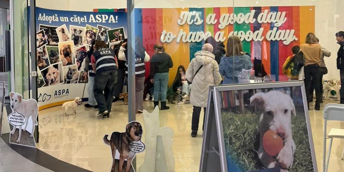 Catei-adoptati-primul-targ-de-adoptii-ASPA.jpg - ReactMedia