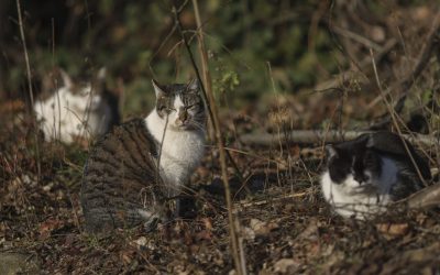 ID289854_INQUAM_Photos_Octav_Ganea-scaled-e1760529916143-1600x918-1.jpg - ReactMedia