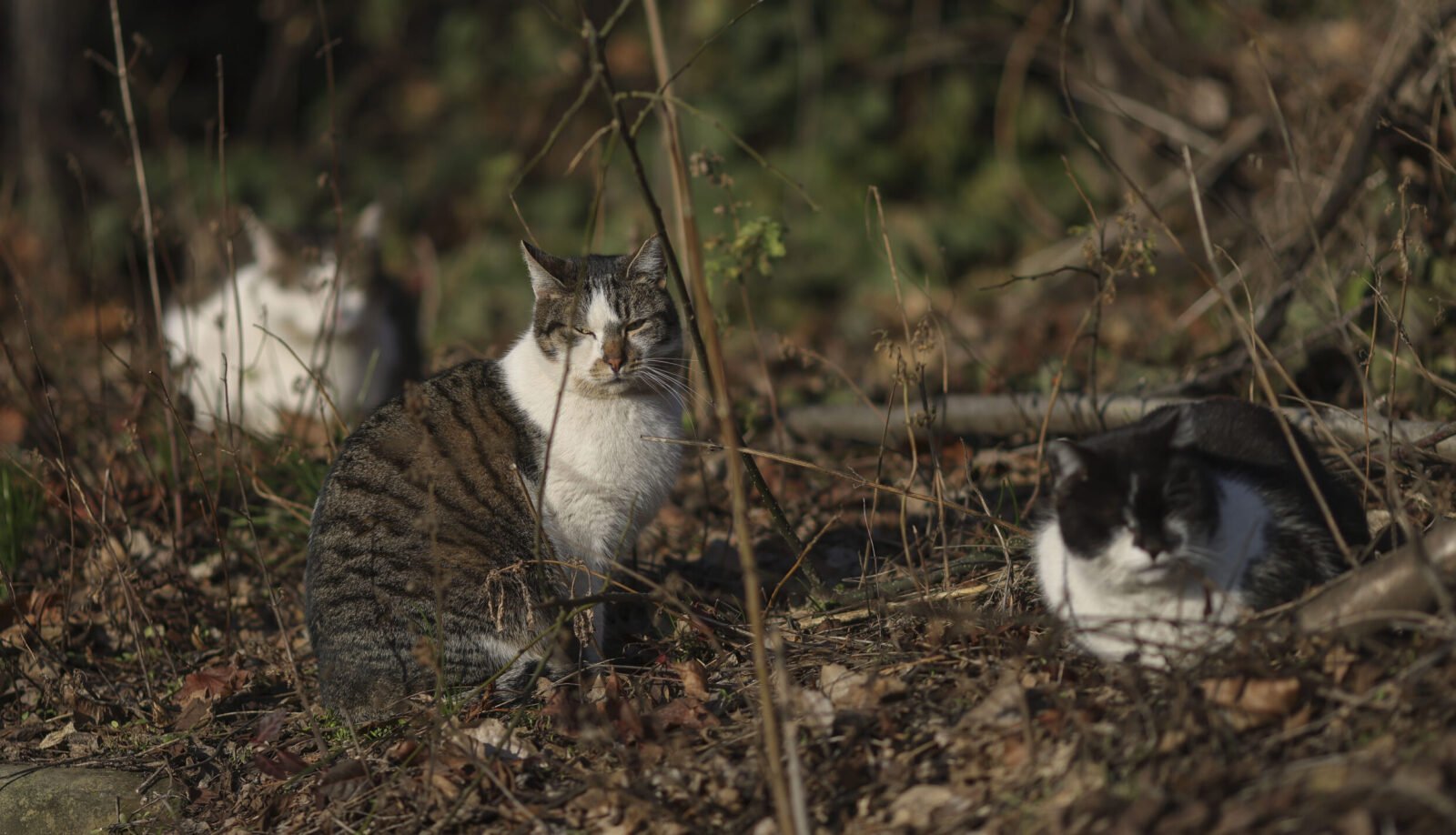 Programul „Blănoșii în siguranță” continuă și în Sectorul 2, în 2023