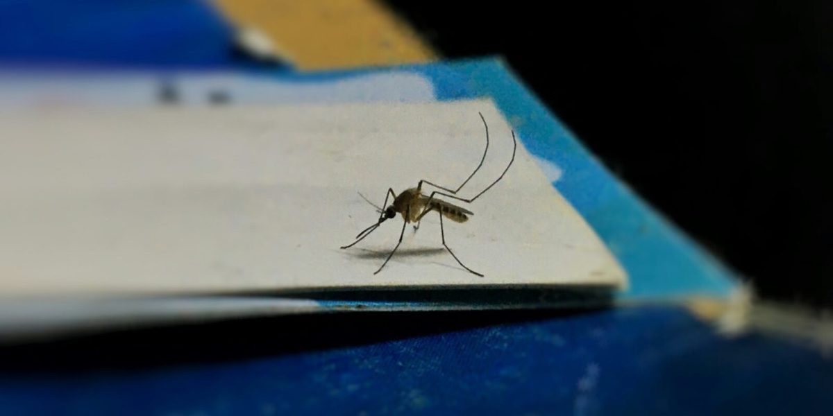 Ilfov-fara-tantari.jpg - ReactMedia