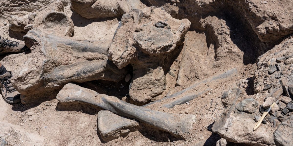 Oase-de-dinozaur.jpg - ReactMedia