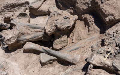 Oase-de-dinozaur.jpg - ReactMedia